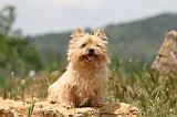 CAIRN TERRIER 552
